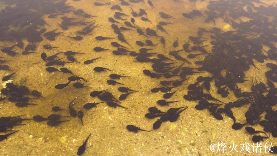 蝌蚪视频窝免费高清在线观看平台